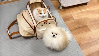 レモンさんについて悲しいお知らせがあります【猫のレモンちゃんねる】