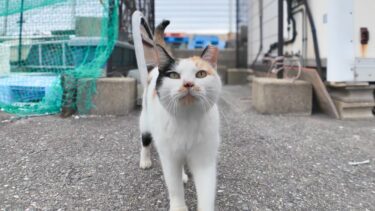 漁港に行くとハートの三毛猫と髭のハチワレがモフられにきた【感動猫動画】