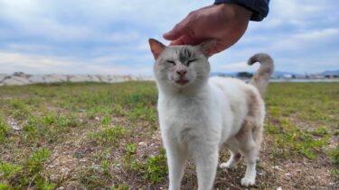 防波堤の猫ちゃん、今日は自分の縄張りに入って来る黒猫を追払っていました【感動猫動画】