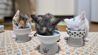 子猫たちご飯の時間です【感動猫動画】