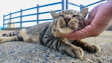 猫島の猫居住地区の最果ての神社を守る猫、喉を撫でられて喜ぶ【感動猫動画】