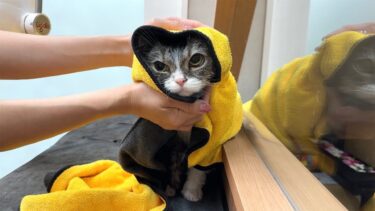 お風呂上がりに苦手なドライヤーで乾かそうとしたら猫がこうなっちゃいましたwww【もちまる日記】