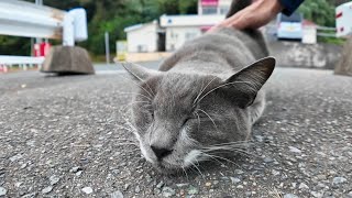 フェリー乗り場にいたグレーの猫を撫でるとコロコロ転がってカワイイ【感動猫動画】