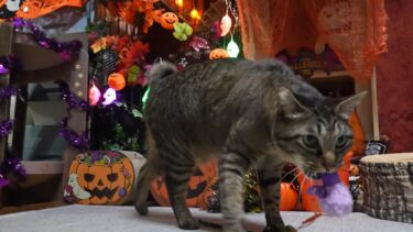 ハロウィンだからって不審者を見逃さない頼もしい自宅警備員な猫ガーちゃん☆こうもりをシバきまくるｗ　【リキちゃんねる　猫動画】 キジトラ 猫のいる暮らし