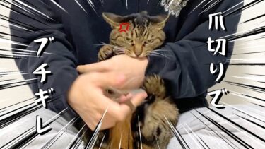 凶暴猫の爪を切ろうとしたら大変なことに…【てん動画】