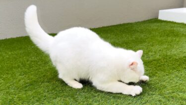 運動制限してた猫を５年ぶりに本気で遊ばせたら様子がおかしくなった…！【ポムさんとしまちゃん / ねこべや】