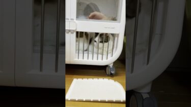 牢屋感が似合ってる【ひのき猫】