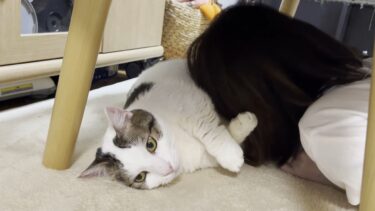 女の子にしかお腹を貸さない女好きな猫【ひのき猫】