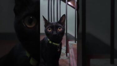 お客様、2階お部屋まで案内しま〜すニャン#猫 #猫旅館 #黒猫【感動猫動画】