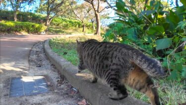 遠く歩くお友達猫を驚かせようとそ～っと伏せて歩く公園の猫【感動猫動画】