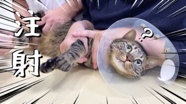 動物病院で注射されたことに気付いてない猫が注射に気付く瞬間…【てん動画】