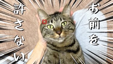 去勢させられたことを絶対に忘れない猫…【てん動画】