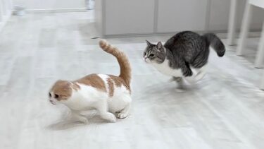 兄と鬼ごっこしてたら捕まりそうになった弟猫の全力疾走が可愛すぎましたwww【もちまる日記】