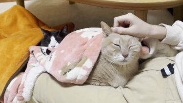 娘の膝の上で猫団子になるひのき【ひのき猫】