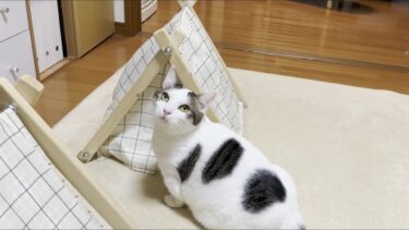 大好きなテントでくつろぐ猫に忍び寄る太っちょの魔の手【ひのき猫】