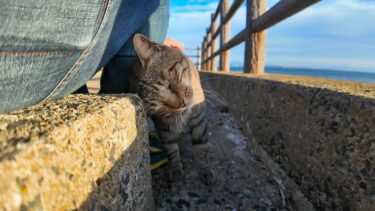 海辺の神社をお守りする猫は人懐っこい【感動猫動画】