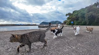 猫島で防波堤まで散歩したら猫が集まってきて猫の大名行列みたいになった【感動猫動画】