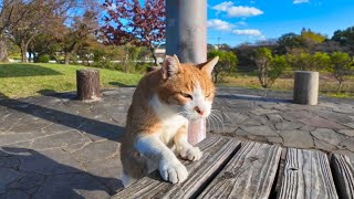 池の畔で寝ていた猫に近づくと何か話し掛けてきた【感動猫動画】