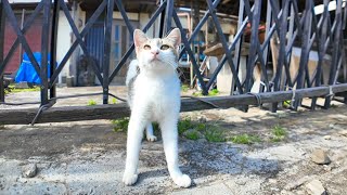 猫島で道端に寝ていた猫を撫でると他の猫も撫でられに寄ってきた【感動猫動画】