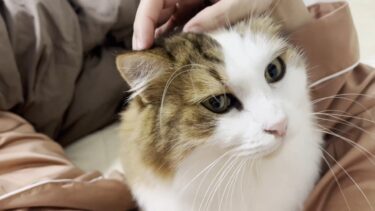 お父さんが留守の間にお母さんと一つのベッドで一夜を過ごした猫【ひのき猫】