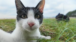 海辺の子猫兄弟が遊ぶ姿がかわい過ぎる【感動猫動画】