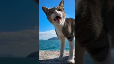 とにかく人懐っこい猫島の防波堤の猫#猫 #猫島【感動猫動画】