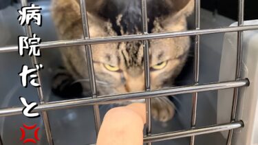 動物病院だと気づいた瞬間の猫が恐ろしすぎた【てん動画】