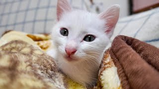 頭に小さな模様のある白猫ちゃん、膝の上に乗ってきてカワイイ【感動猫動画】