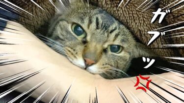 猫に腕を噛まれて穴があきました【てん動画】