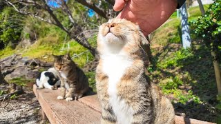 猫島にあるベンチに座ると大体猫に取り囲まれる【感動猫動画】