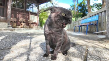 山の上の神社に行くと猫がモフられにきた。そして後から来た猫とケンカしだした【感動猫動画】