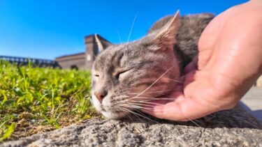 お城の中庭で佇む猫をナデナデしてきた【感動猫動画】