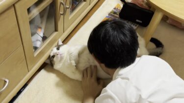 息子のことは好きやけど、しつこい時はお仕置きする猫【ひのき猫】