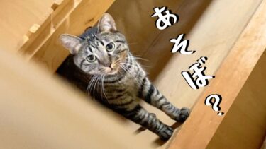 部屋に閉じ込められている猫が｢遊びたい｣と必死に訴えてくる…【てん動画】