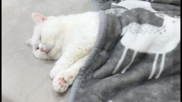 冬毛でモフモフの猫のナイトルーティン☁【ポムさんとしまちゃん / ねこべや】