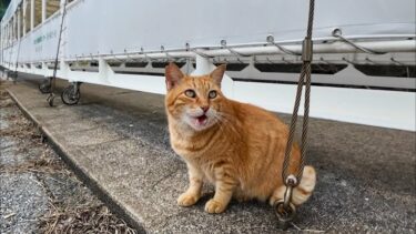 漁港の茶トラ猫ちゃん、背中を撫でると足元にすり寄ってきてカワイイ【感動猫動画】