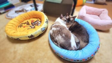 他にベッドがあるのに寝る時は１つのベッドで抱き合って眠る猫🛏【CuteWoo】