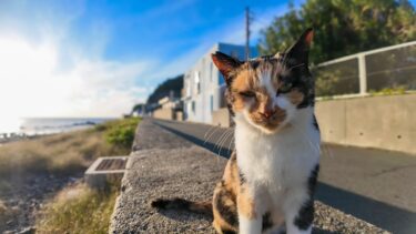 猫島で防波堤に座ると猫が隣に飛び乗ってきて楽しい【感動猫動画】