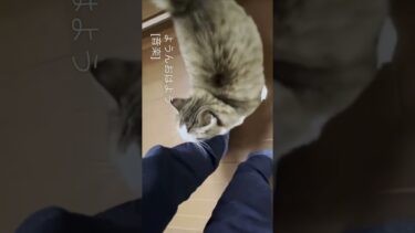 お父さんよりはっきり「おはよう」って言うてる【ひのき猫】