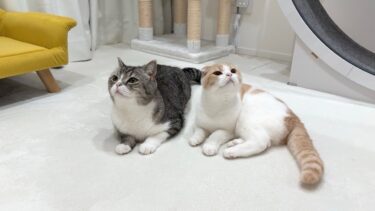 2階でお昼寝してたらキッチンから夕飯の匂いが漂ってきたときの猫の反応がかわいすぎたwww【もちまる日記】