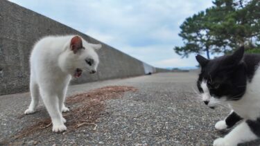 一切れの魚の切身を巡って争う2匹の猫【感動猫動画】