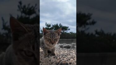 防波堤にいた子猫がかわい過ぎる【感動猫動画】