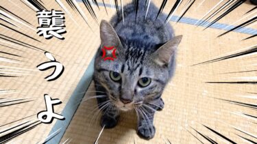 飼い主のことを獲物と勘違いして怒り狂って襲ってくる狂暴猫…【てん動画】