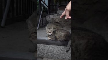 夕方海辺の神社に寄ったら猫いました【感動猫動画】