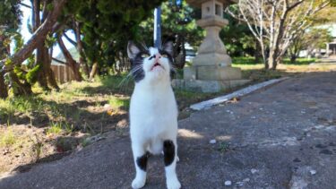 猫島の神社にいたハチワレ猫がカワイイ【感動猫動画】