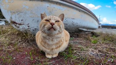 猫島の漁港にいた茶トラ猫は撫でるとゴロゴロ言いながらすり寄ってきてカワイイ【感動猫動画】