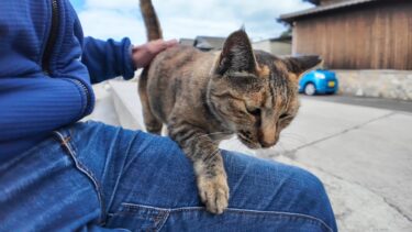 猫島の港近くの防波堤の猫二人組がカワイイ【感動猫動画】