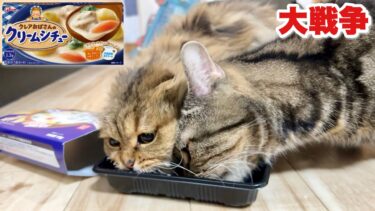 猫にシチューを振る舞ったら戦争が起きてしまいました【ちょりちゃみチャンネル】