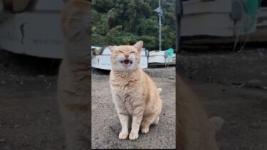 漁港の猫ちゃんかわい過ぎる #猫 #猫島【感動猫動画】