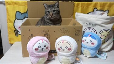 新しいものが好き！猫も大満足なちいかわの福袋☆ヘビに囲まれても余裕なガーちゃんｗ 【リキちゃんねる　猫動画】 キジトラ 猫のいる暮らし